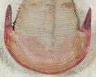 Colorful Harpides Trilobite - Huge Specimen #42255-1